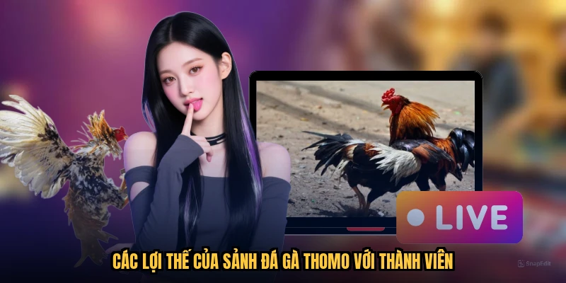 Các lợi thế của sảnh đá gà thomo với thành viên